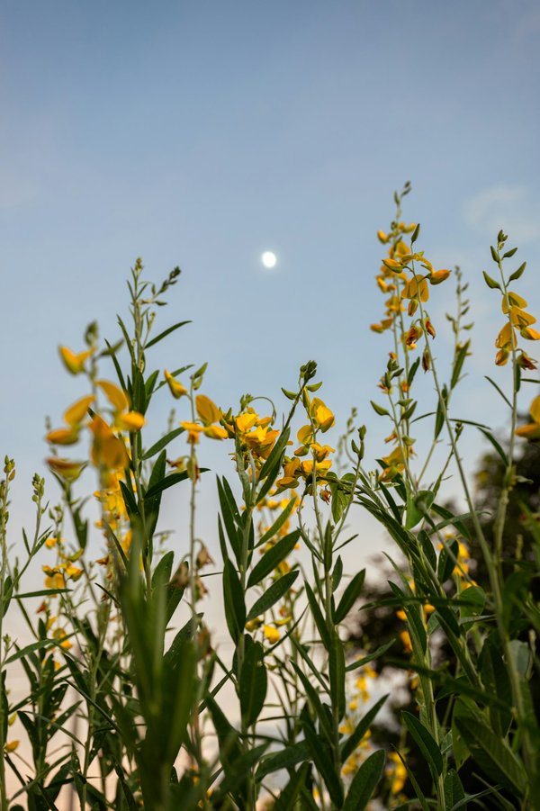 Guide des produits en chanvre pour seniors : avantages et conseils